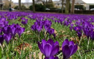Purple flowers spread across a park