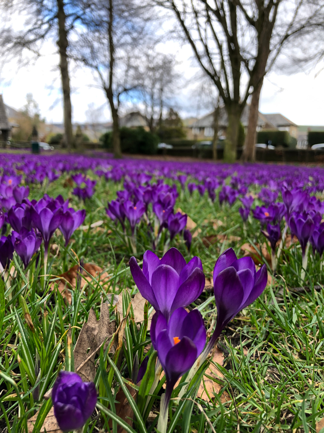Purple flowers spread across a park