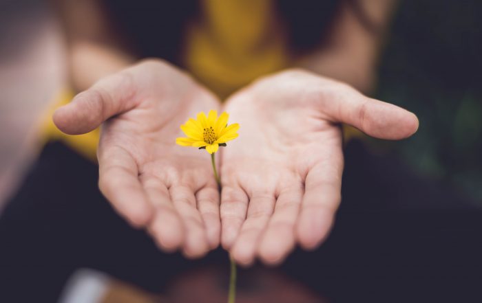 A pair of hands with palms open, holding a yellow flower in the centre, as if giving someone the flower as a gift.